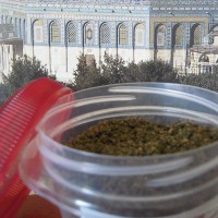 Za'tar from Palestine